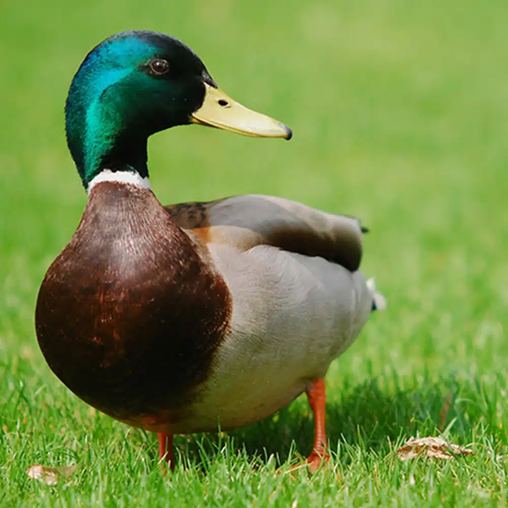 Appeau Canard colvert – Les Zapos – Image 3