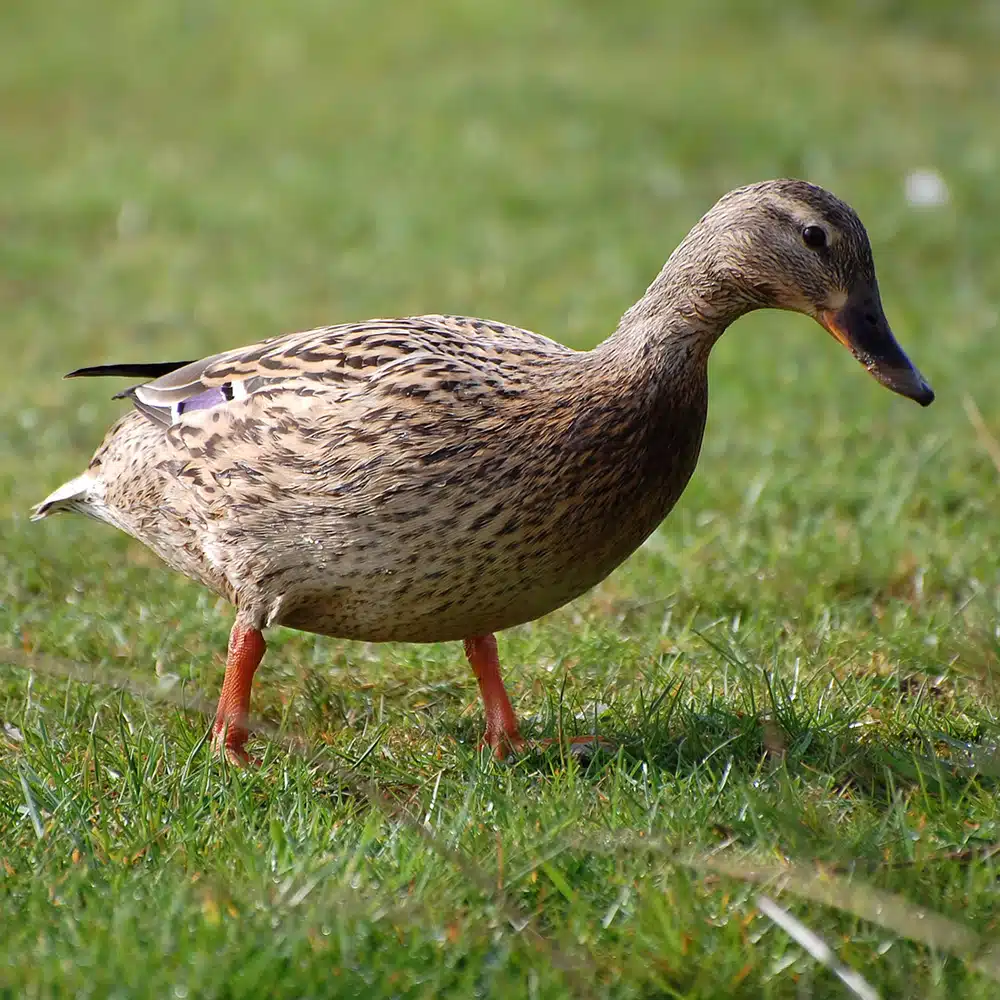 Appeau Cane – Les Zapos – Image 3