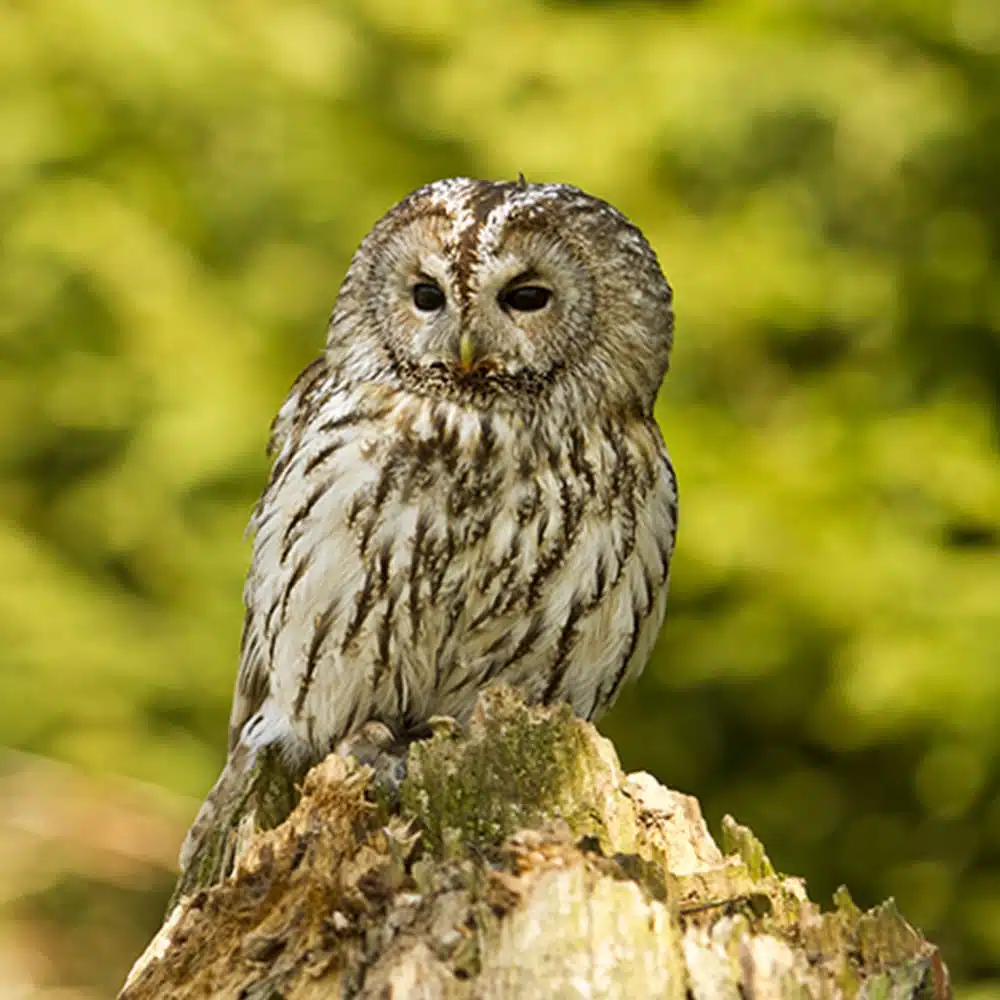 Appeau Chouette hulotte – Les Zapos – Image 3