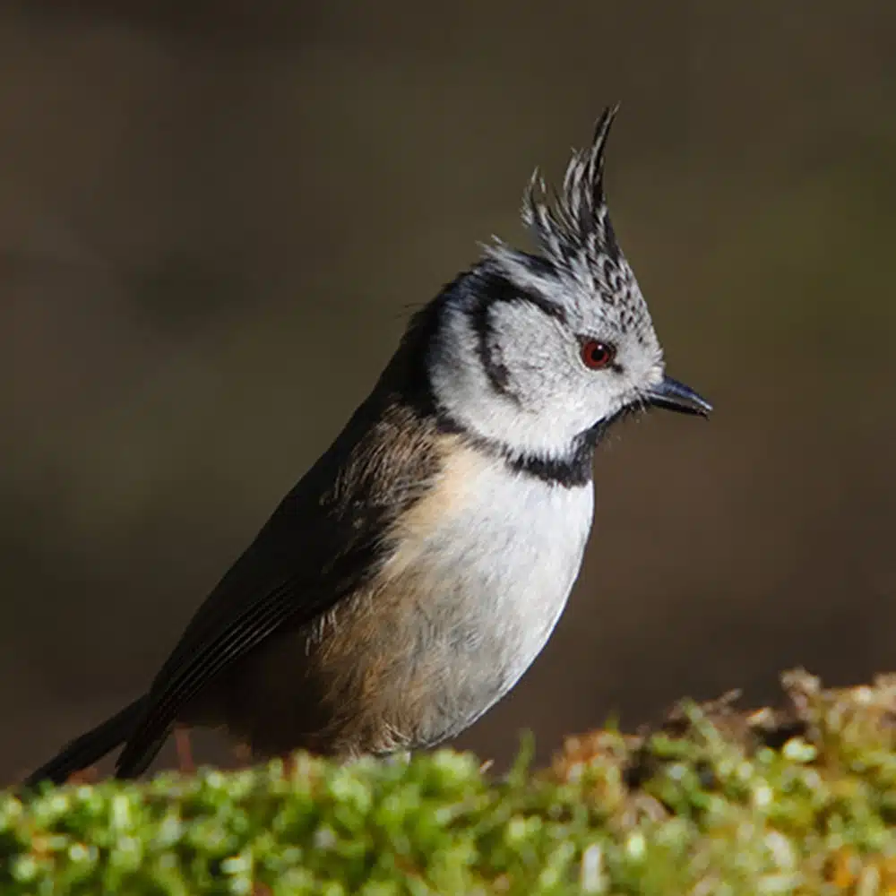 Appeau Mésange huppée – Les Zapos – Image 3