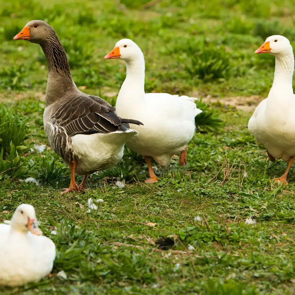 Appeau Oie – Les Zapos – Image 3